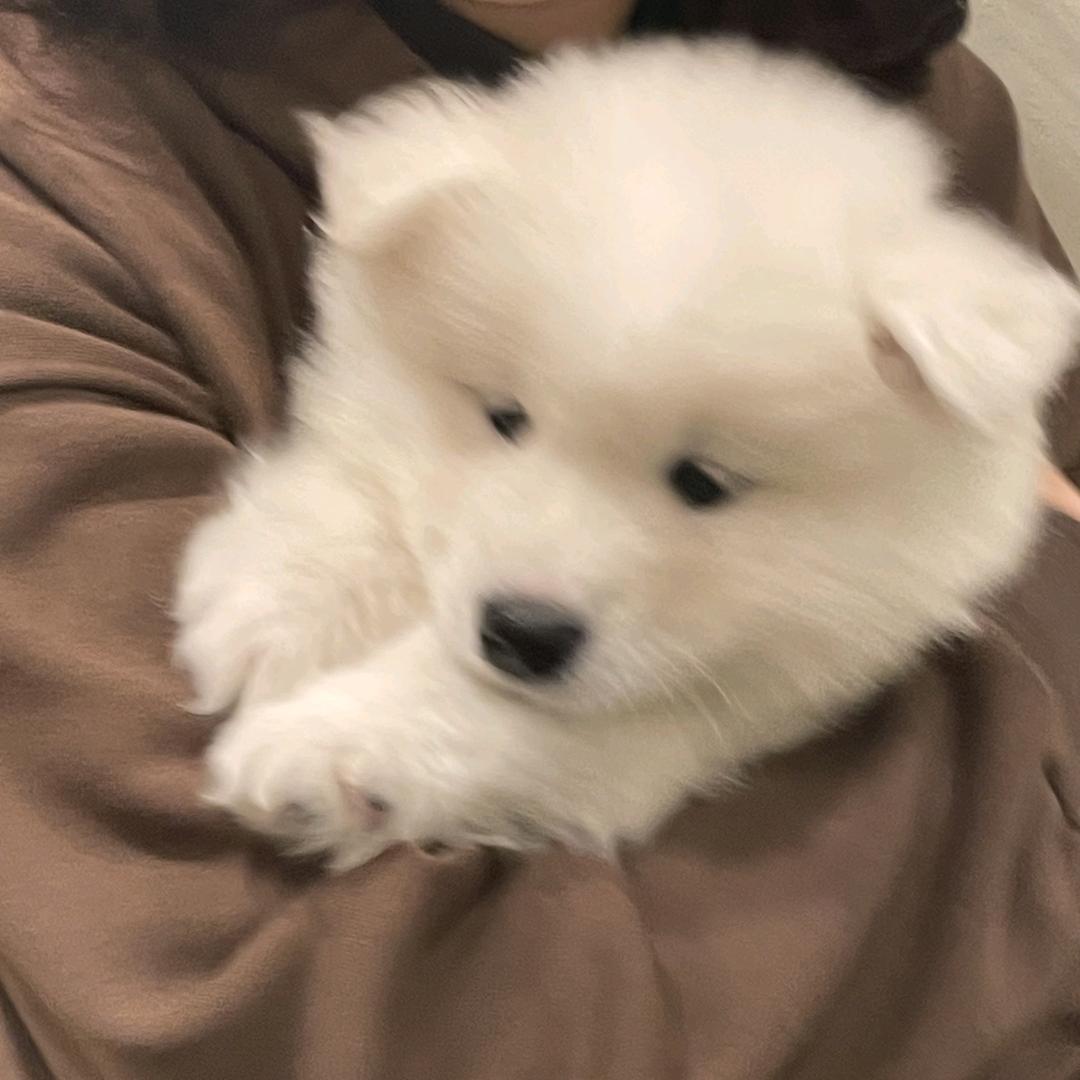 三文鱼大王