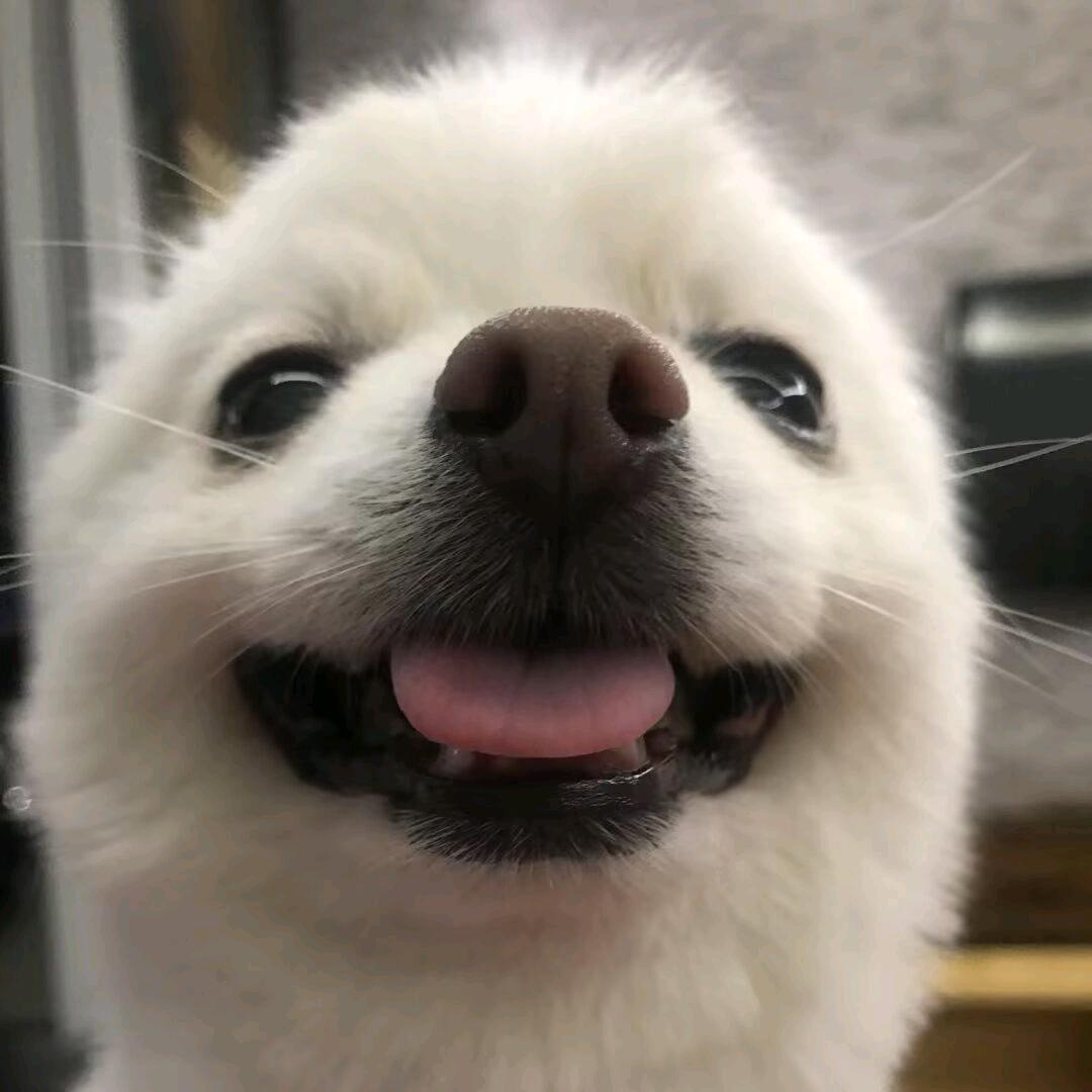 萌宠小团团