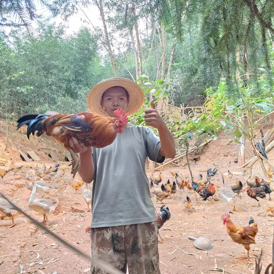 小石👍跑山鸡