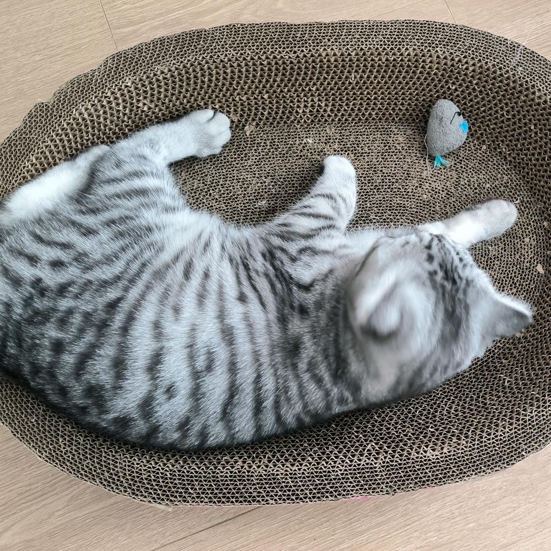 🌈小胖大王饶命