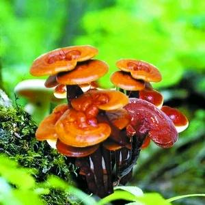 丹芝福臻选阁