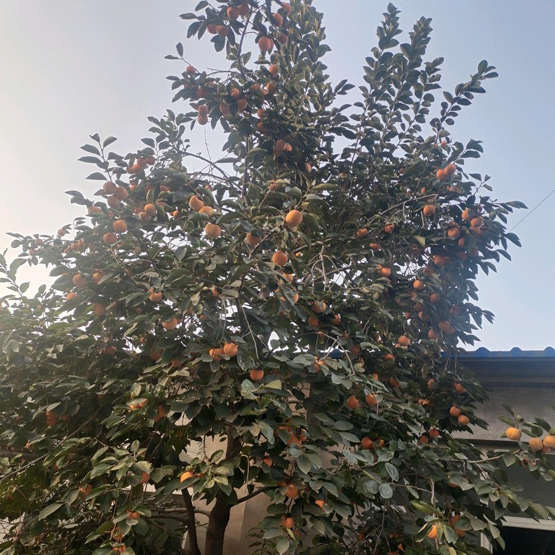 赵小丽