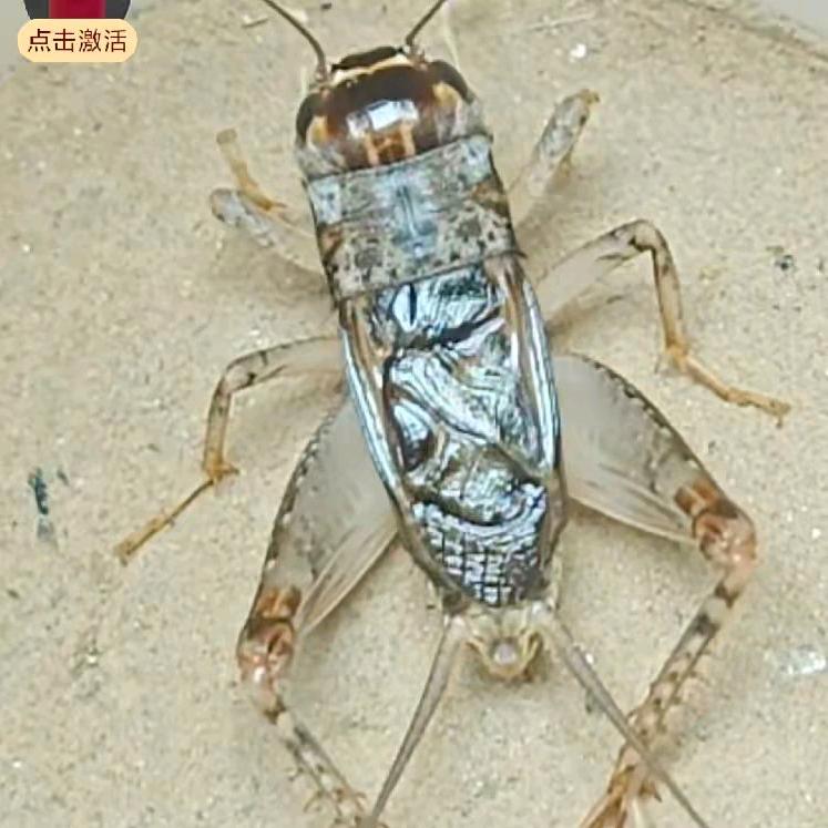 山东蟋蟀（乐陵宁津虫）小号