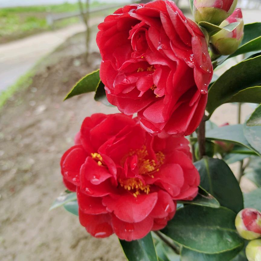 春暖花开