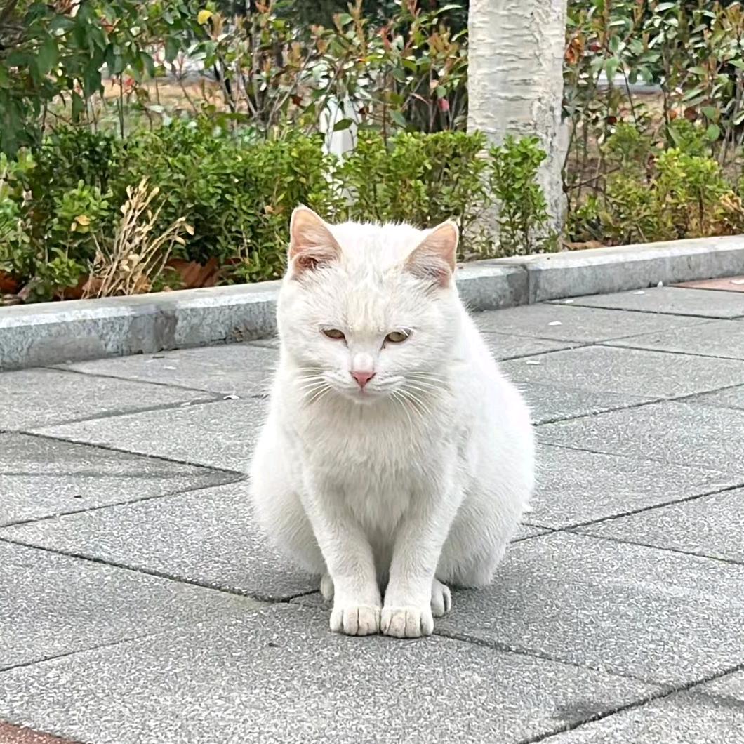 小极意.