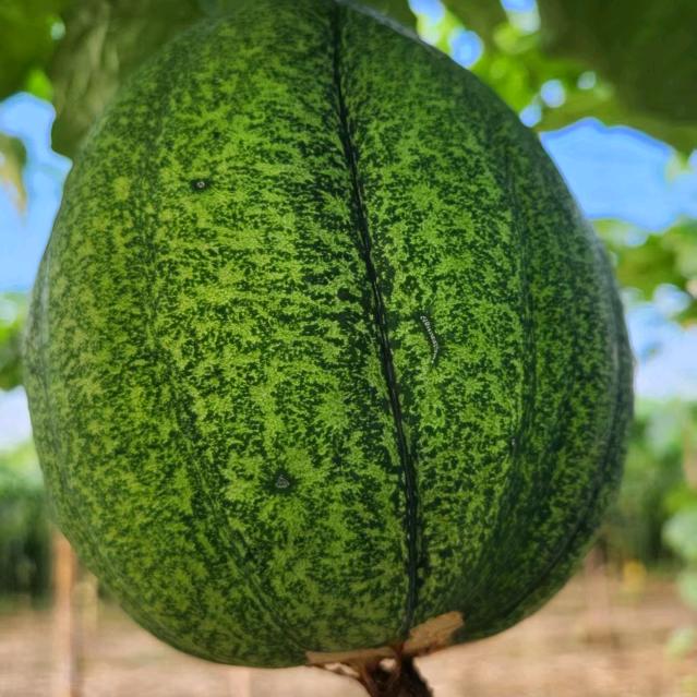 临清市魏湾镇瓜蒌种植