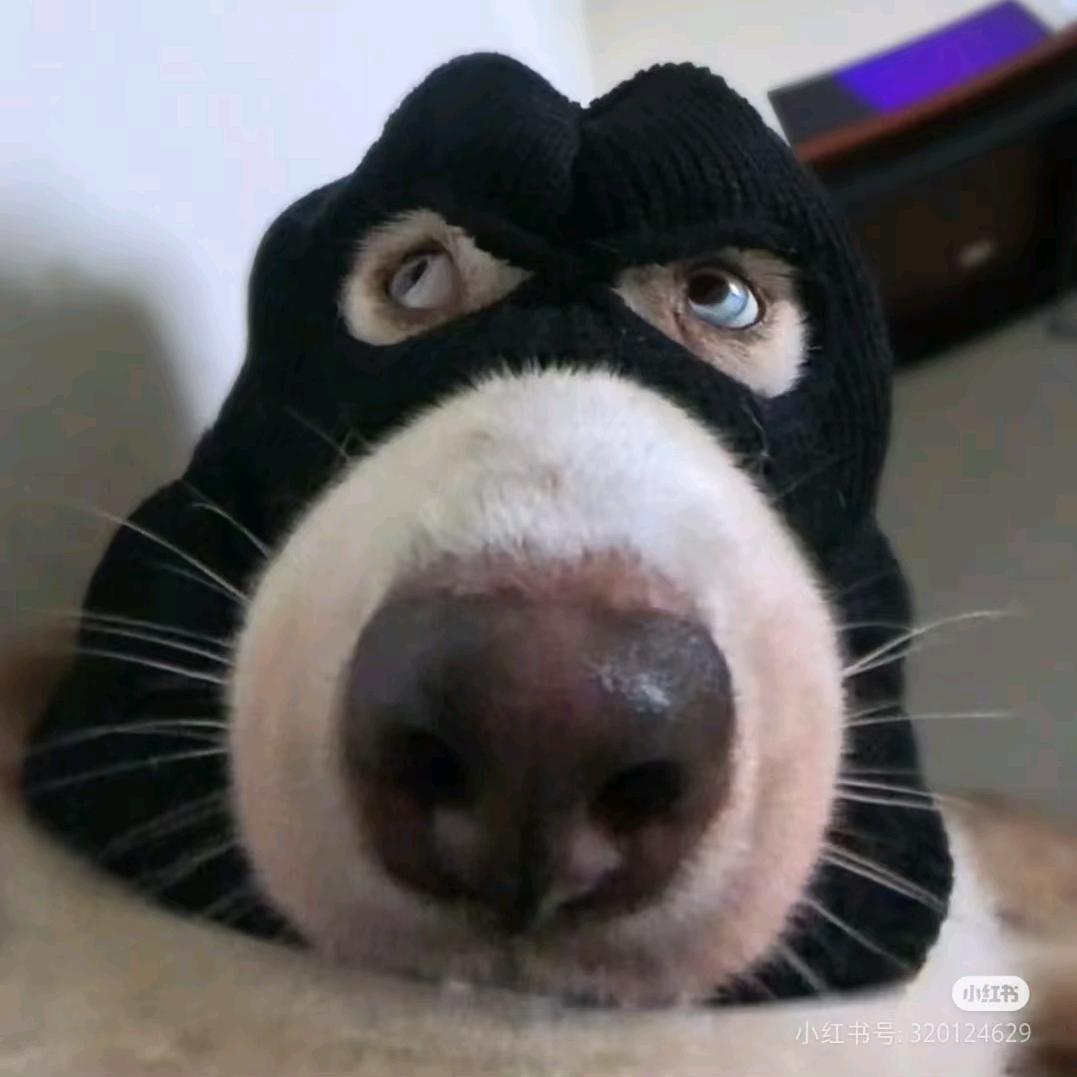 悍崽