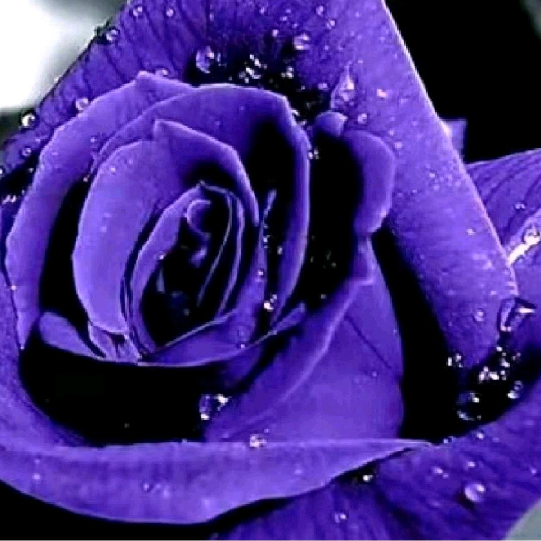 💜💜💜💜💜💜