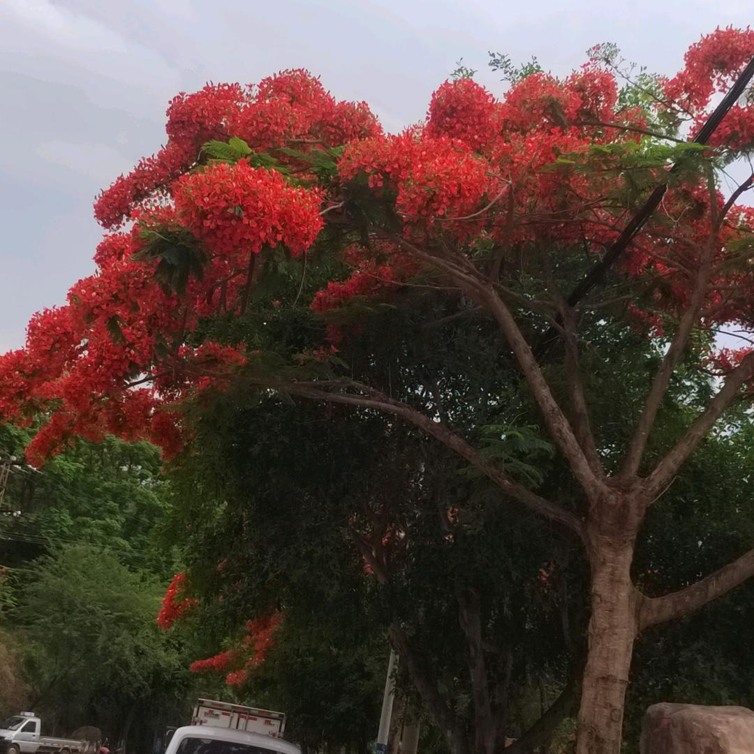 贵…州…大…平…哥