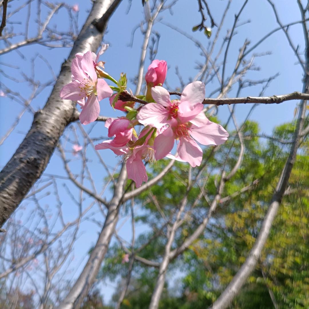 绿橙