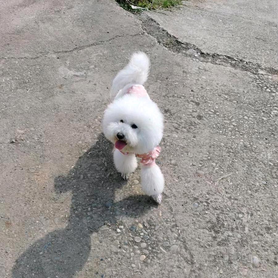 南充汪开心宠物