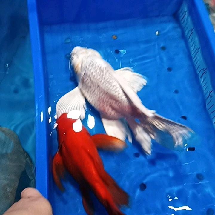 飞翔锦鲤养殖场06