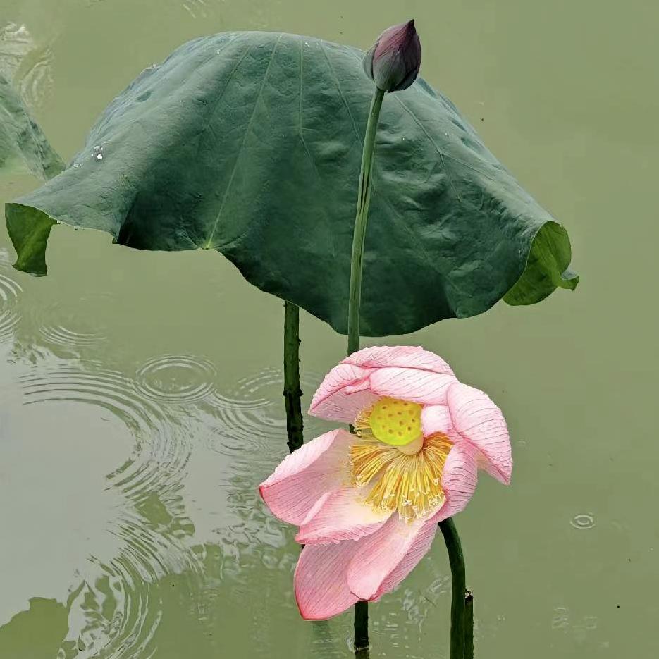 羡阳头像