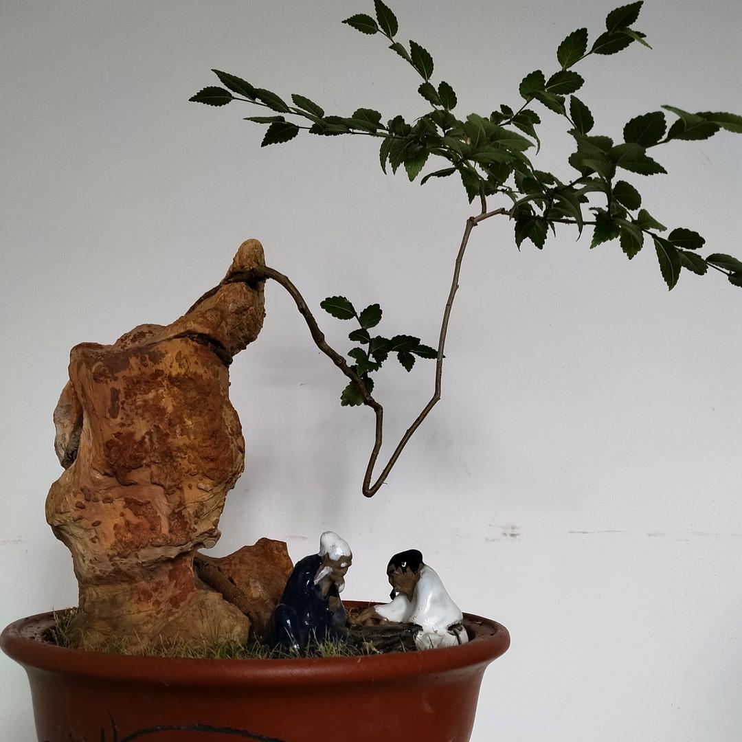 @ꦿ࿐ 竹影清风  ღ᭄ꦿ