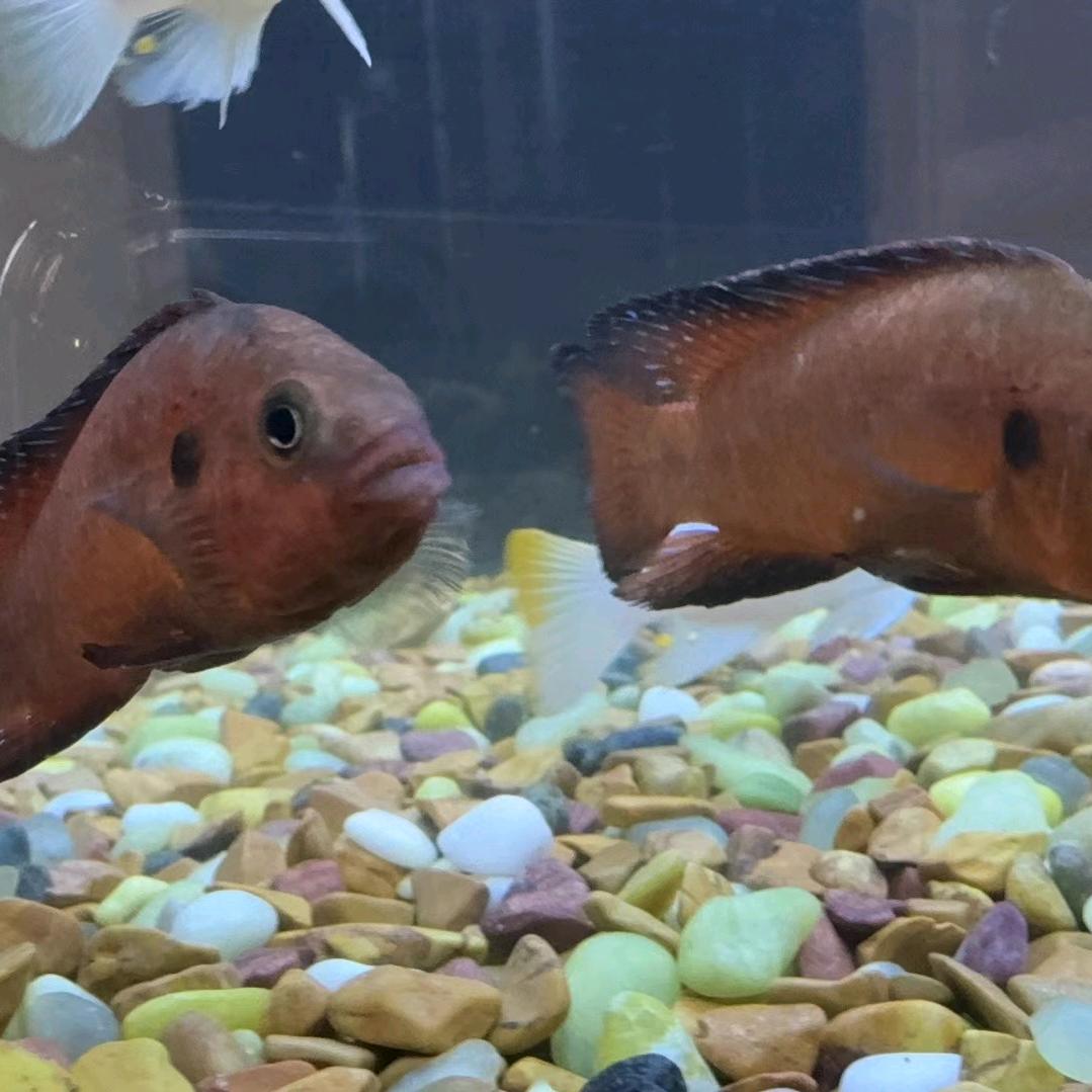 好建好人