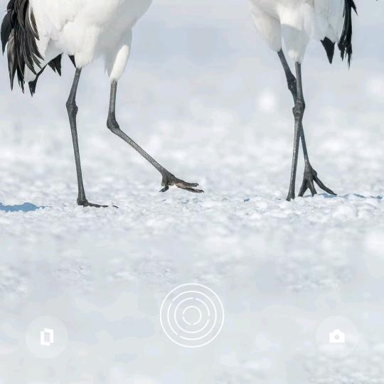 ……………………