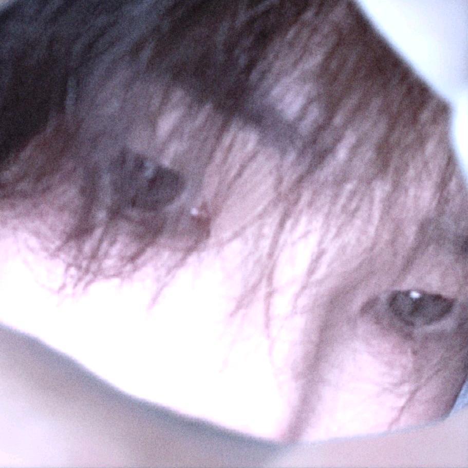 君欲芸