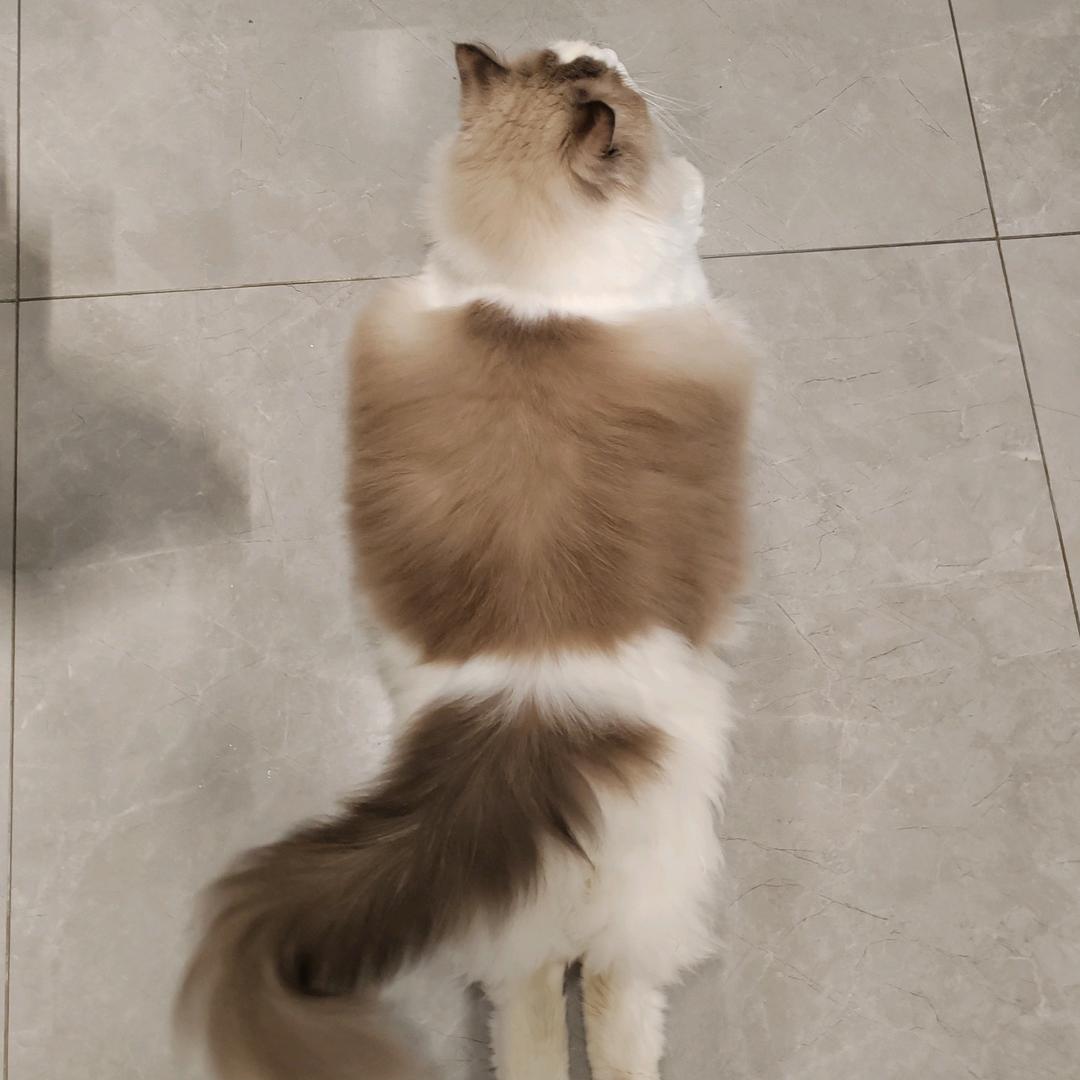 家有萌宠🐈