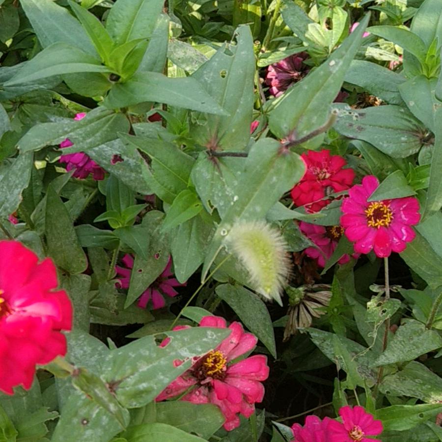 花儿上面有蝴蝶