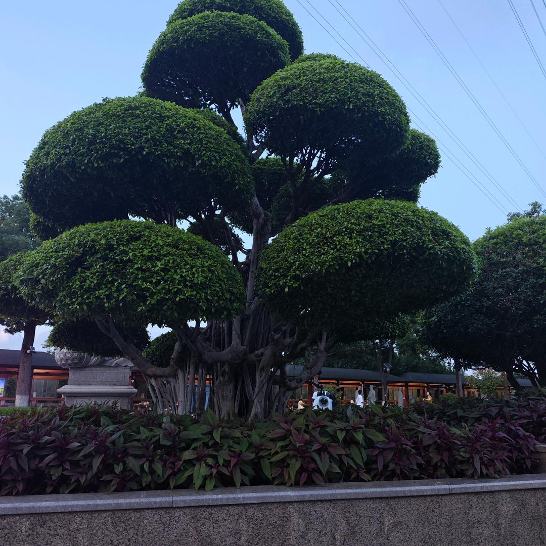蒸蒸达人