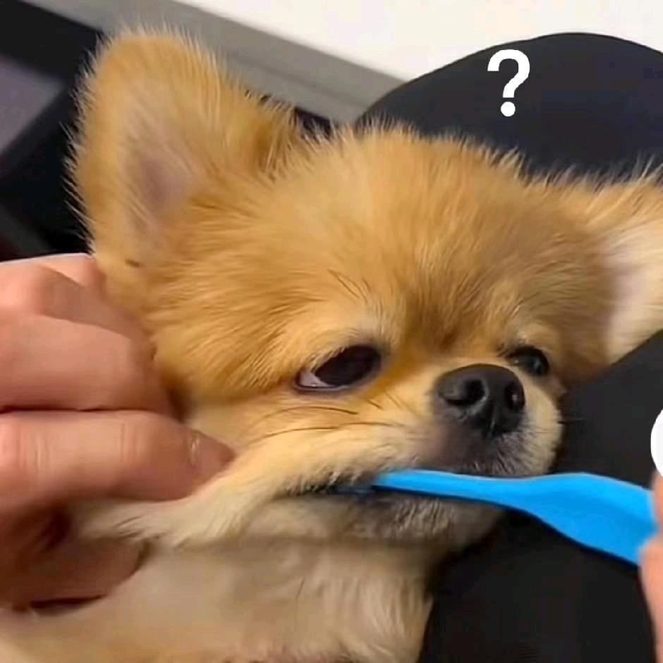 吹电风扇吃油面筋