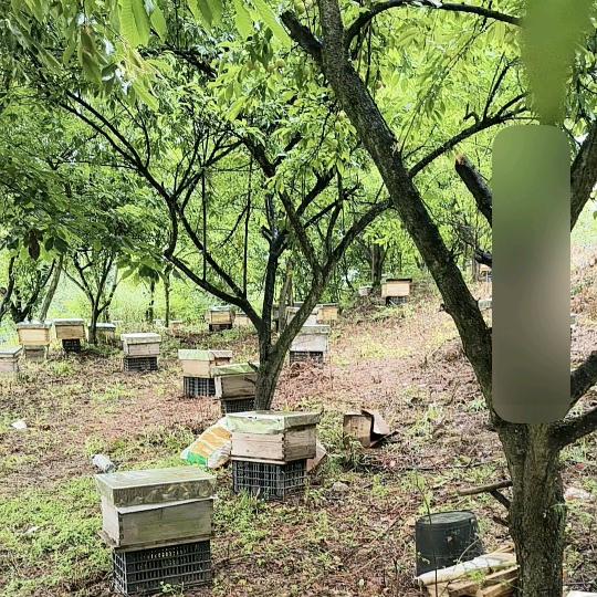 六盘水市水城区蜜蜂马蜂养殖