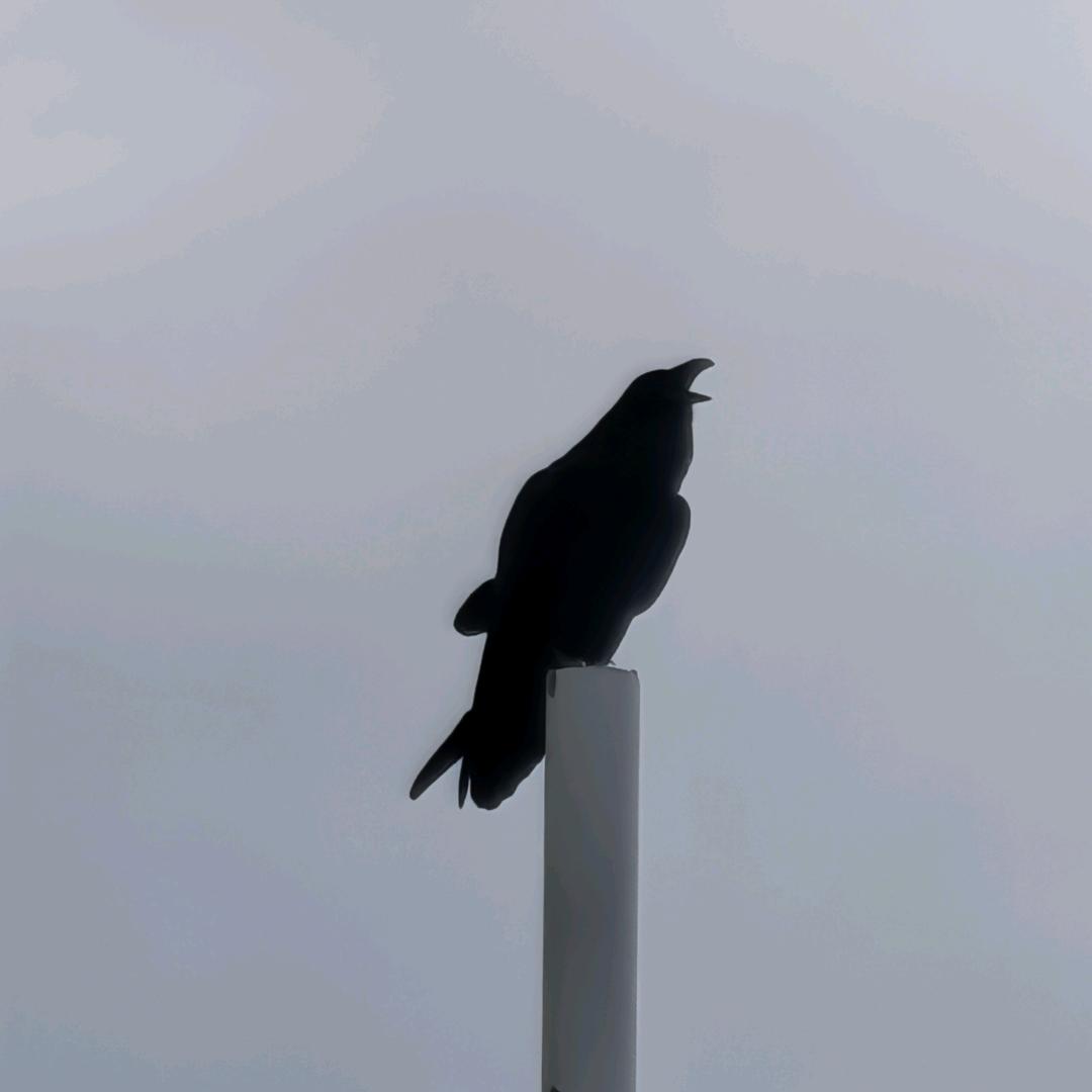 名字这么长一定是欧皇