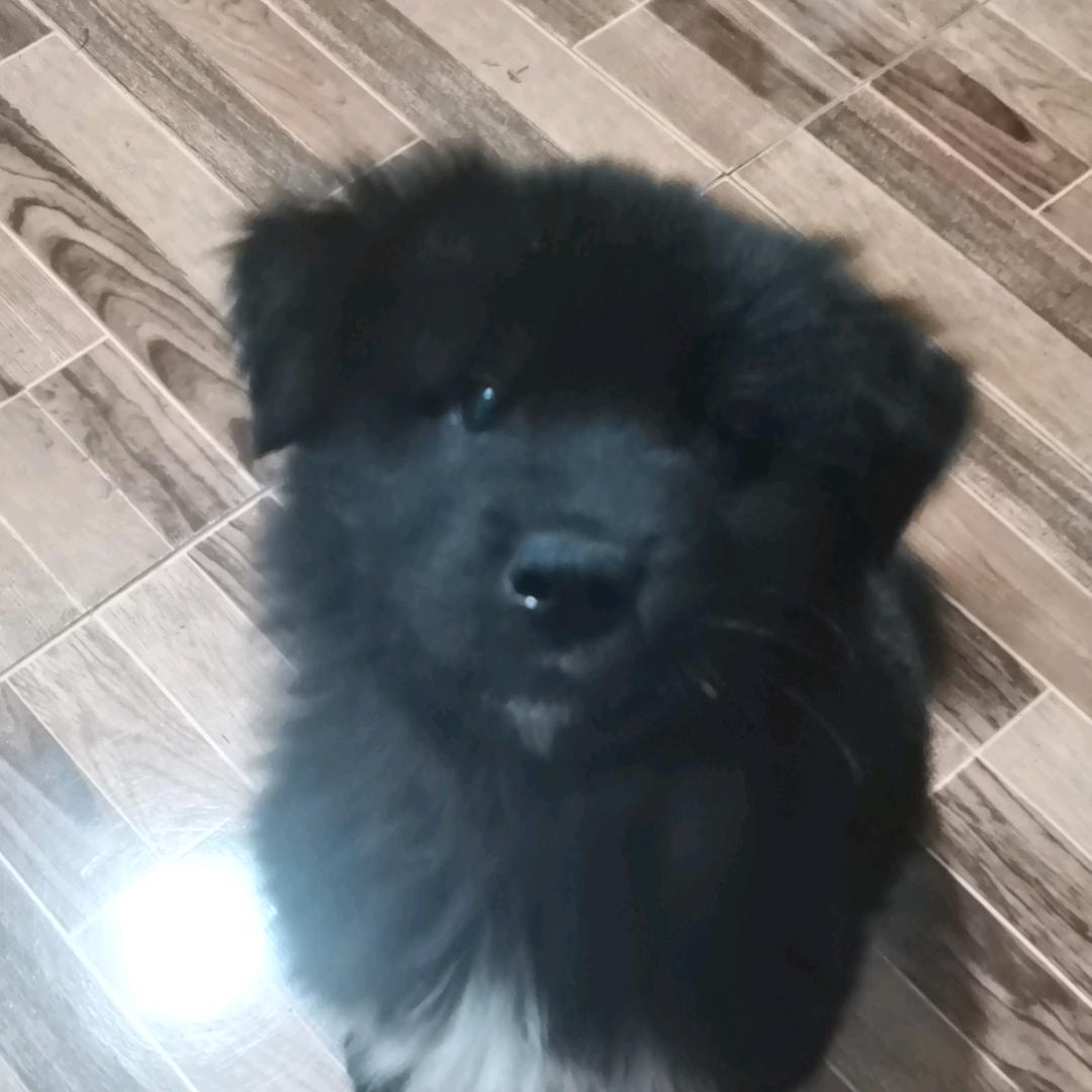 狸猫猫（永恒之塔2）