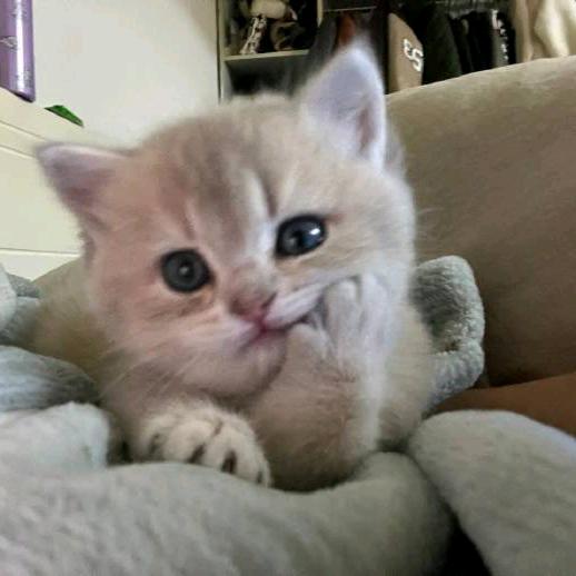 纯情猫meme日记
