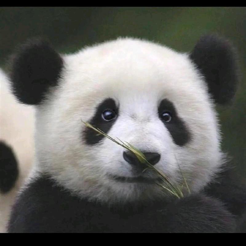 小憨熊