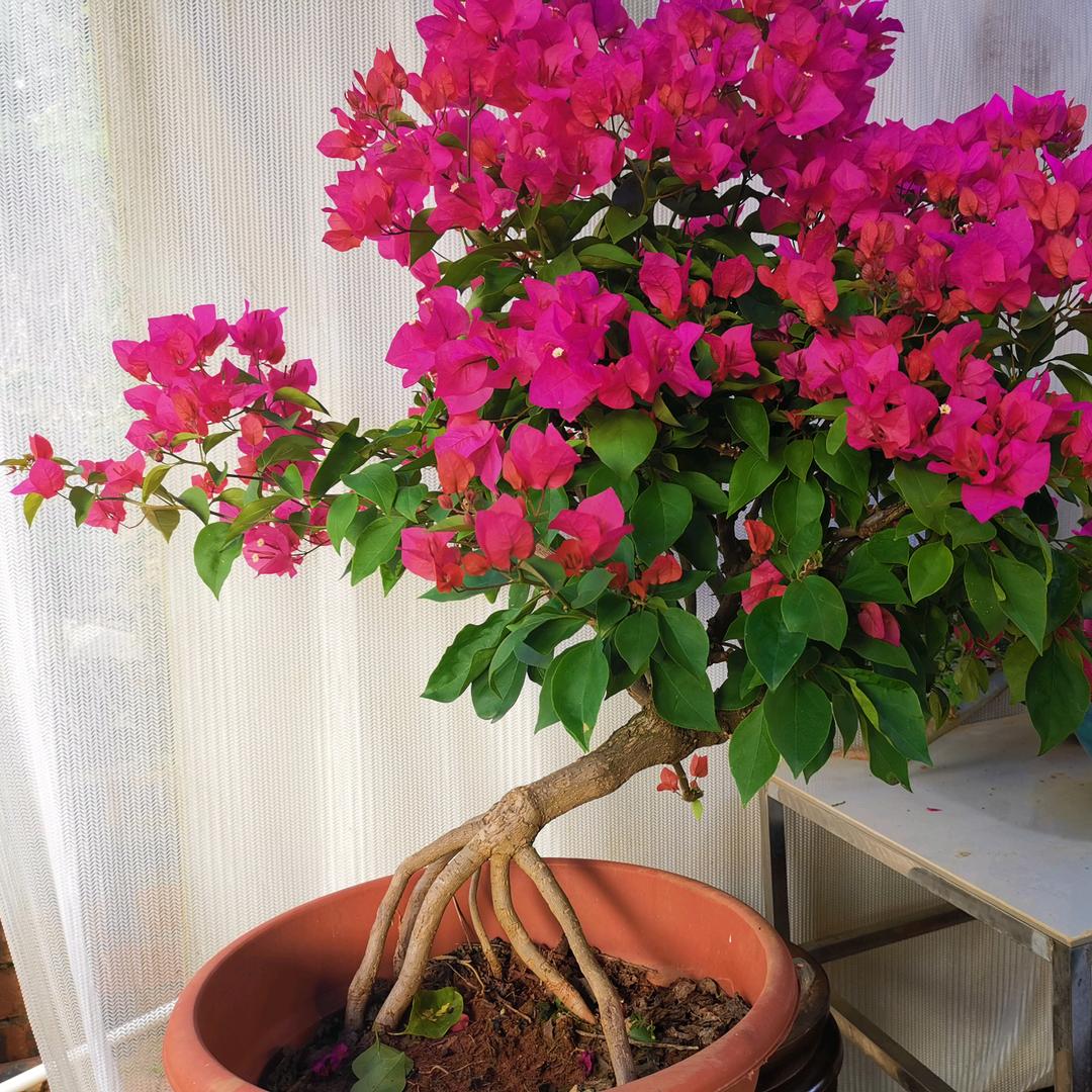 三美园艺三角梅花场