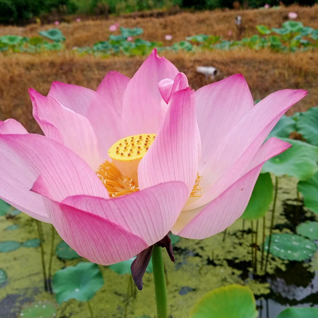 一帆风顺，