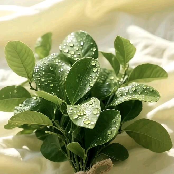 小小曼(重新开始❤)