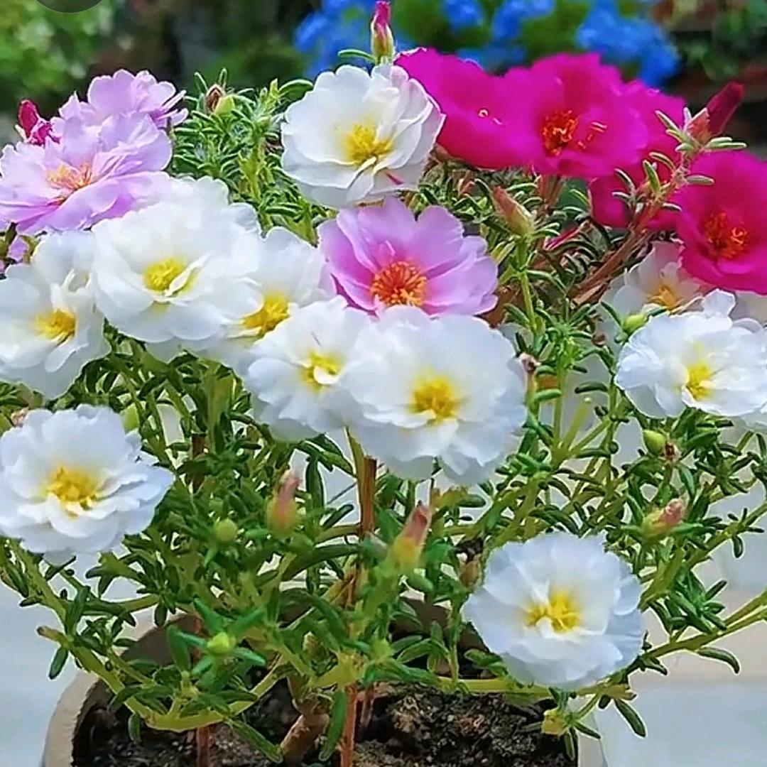 汪洋中的一条船