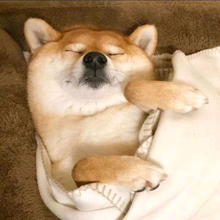 家里蹲