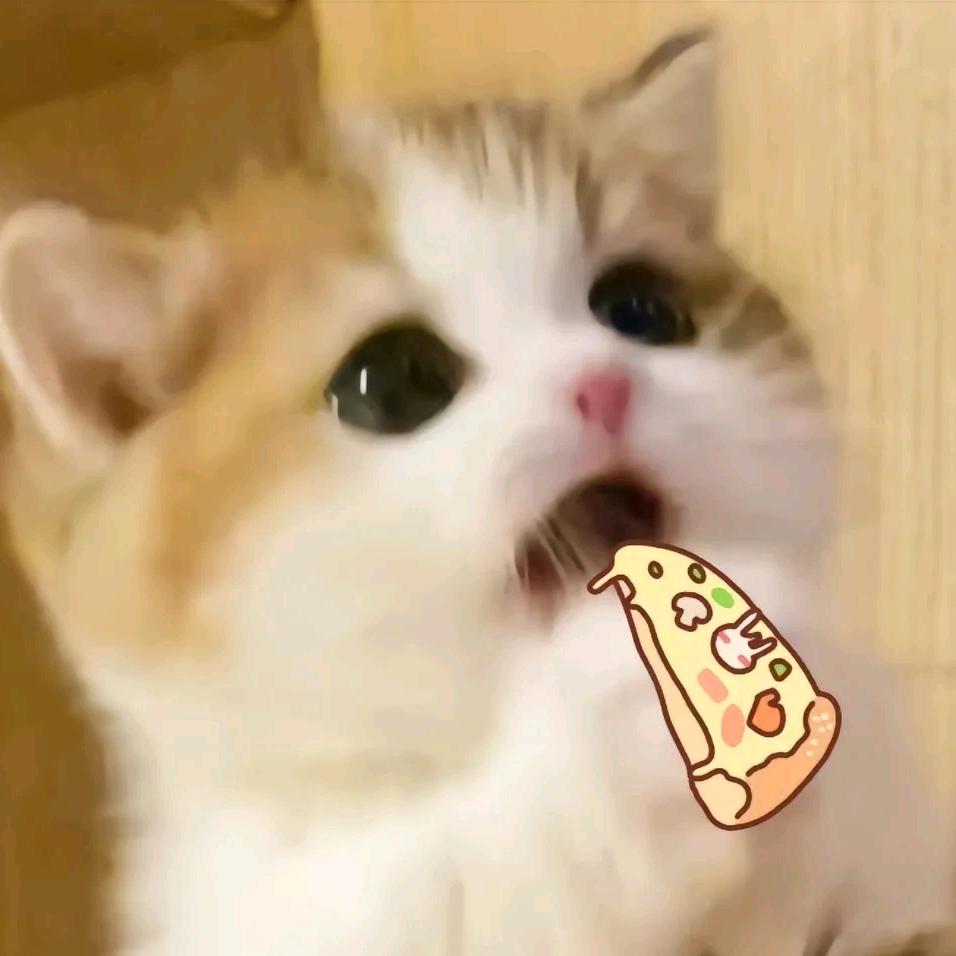小猫带你吃喝玩乐