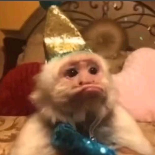 左脑犯猪瘾右脑想减肥（左右脑互搏版）