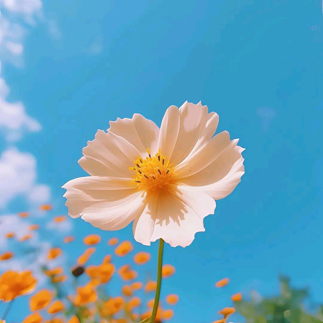 平安喜乐