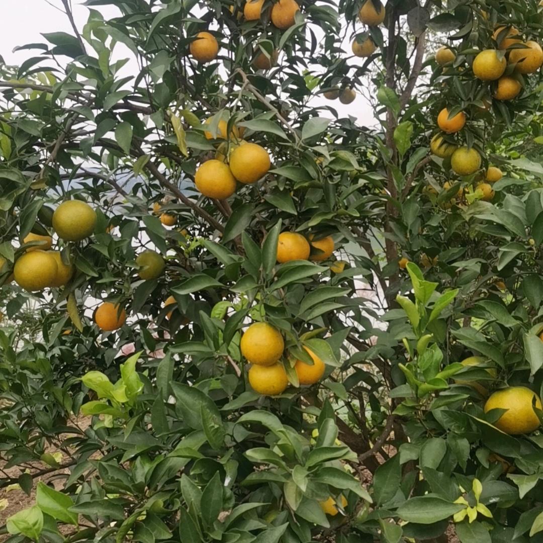 心若向阳🇨🇳便是晴天