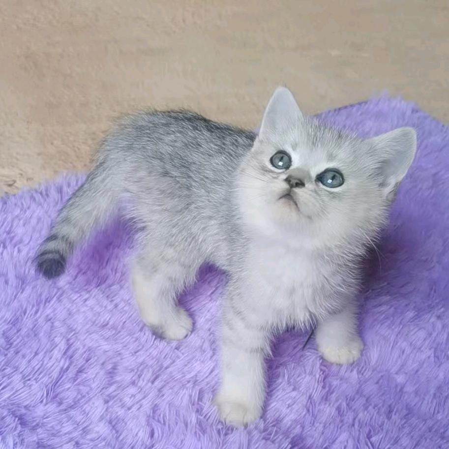 小皮虾，我们走