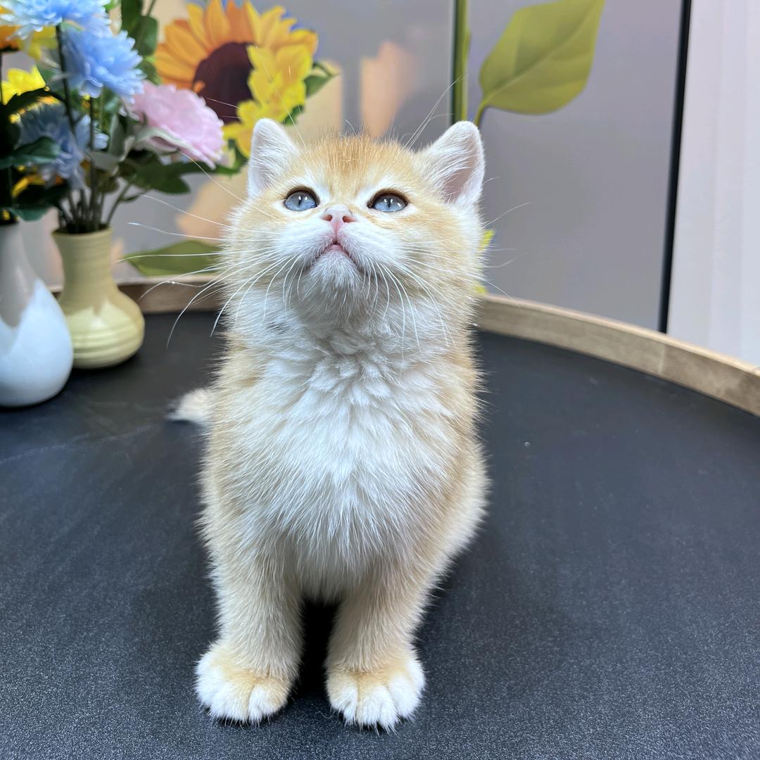 橘子是只猫、
