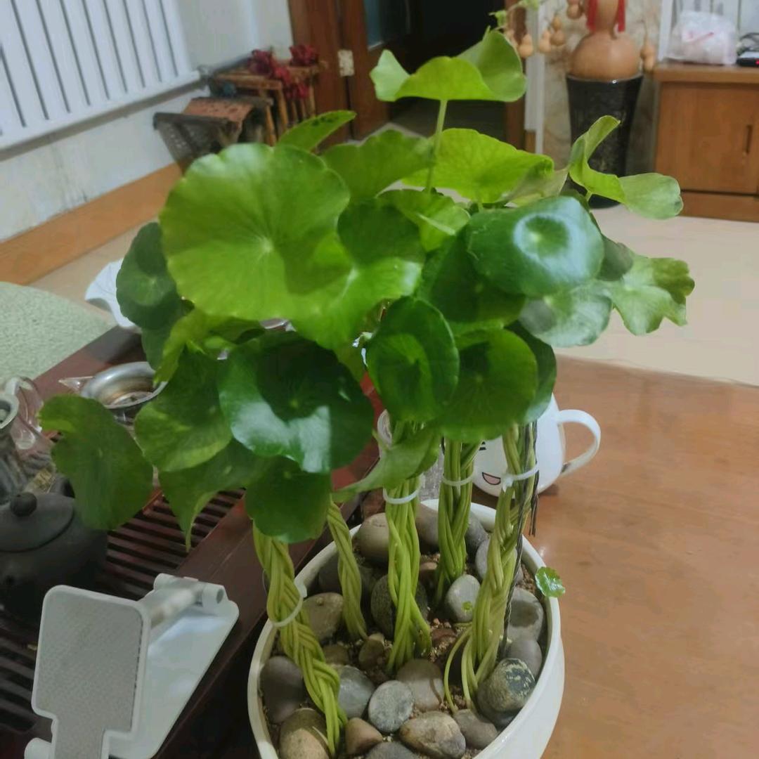 山农姜种~史洪国