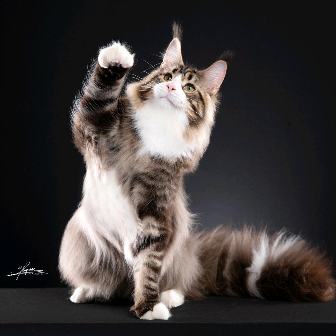 西安喵墅缅因猫