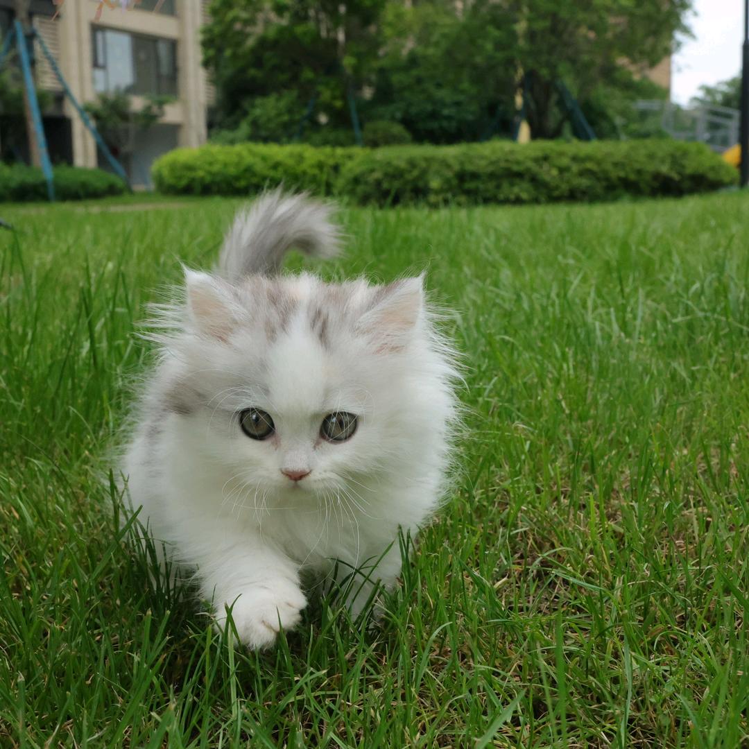 十八只猫的铲屎日记🐱（持续接生中）