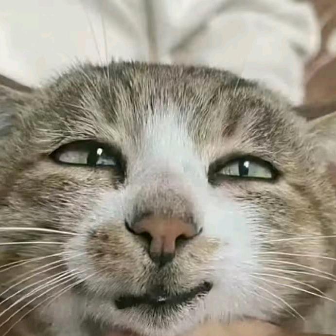 人会在官网批评建议，而你只会在这里诋毁