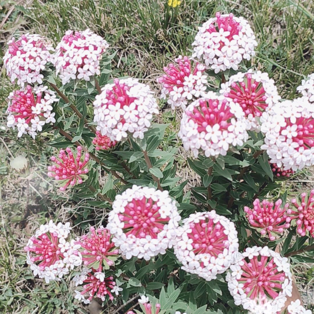马启虎