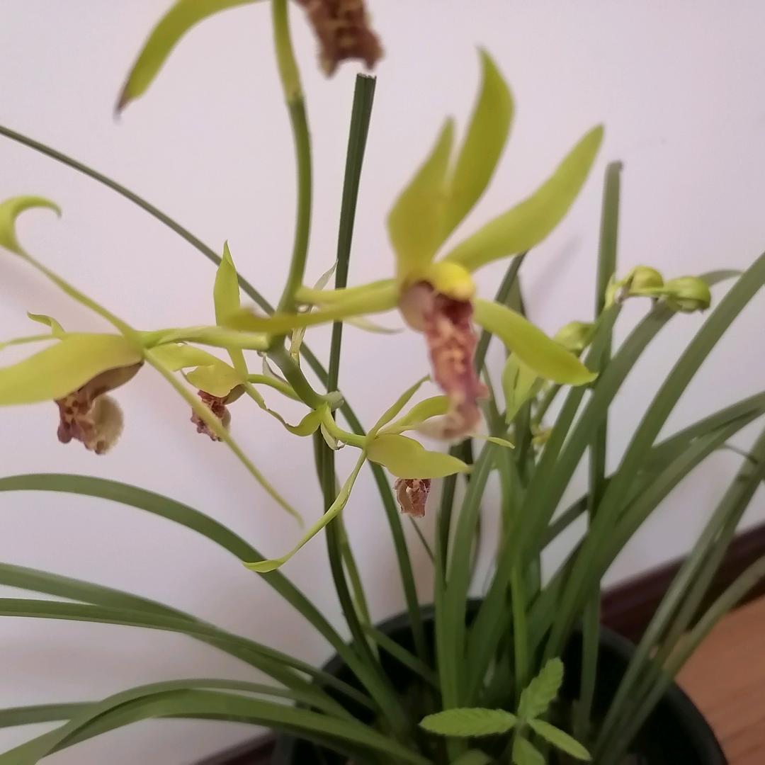 盛情难却