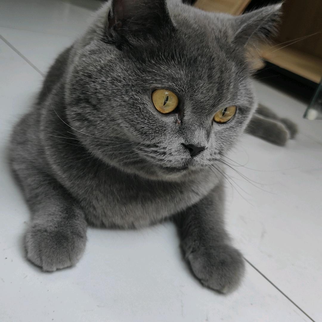 赵找照兆罩炤趙