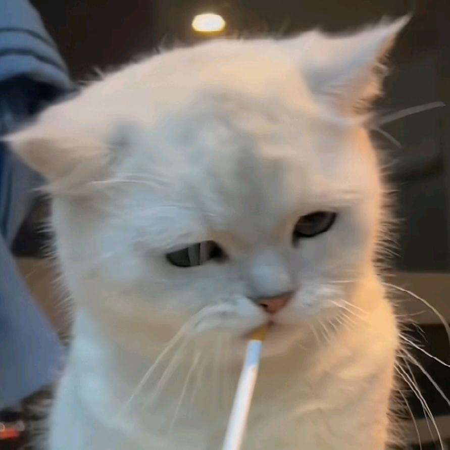 十三～永卟言败