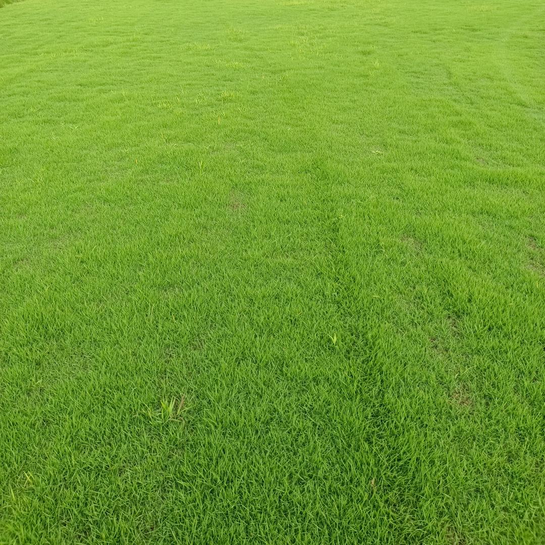 上杭县小黄草皮场